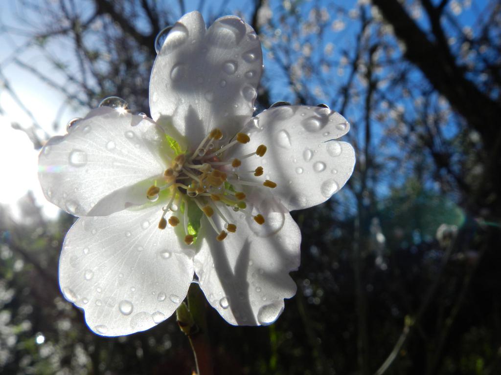 Flor de Almendro en Andratx