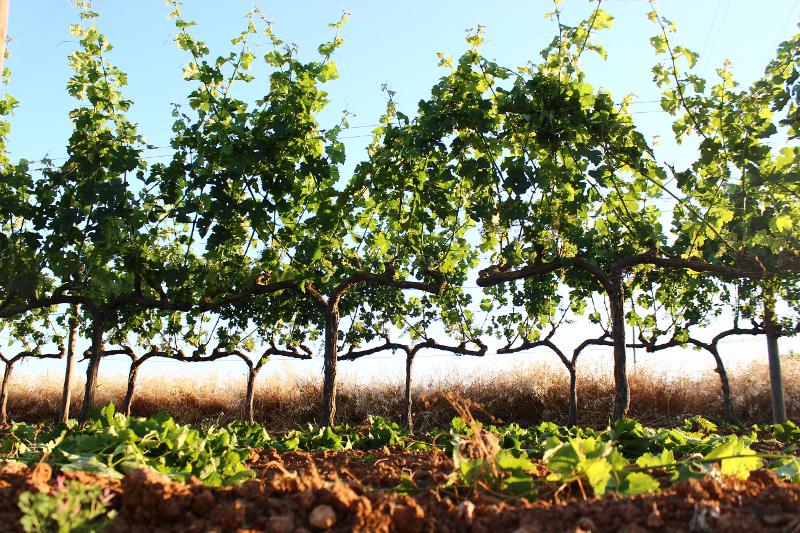 viñedos