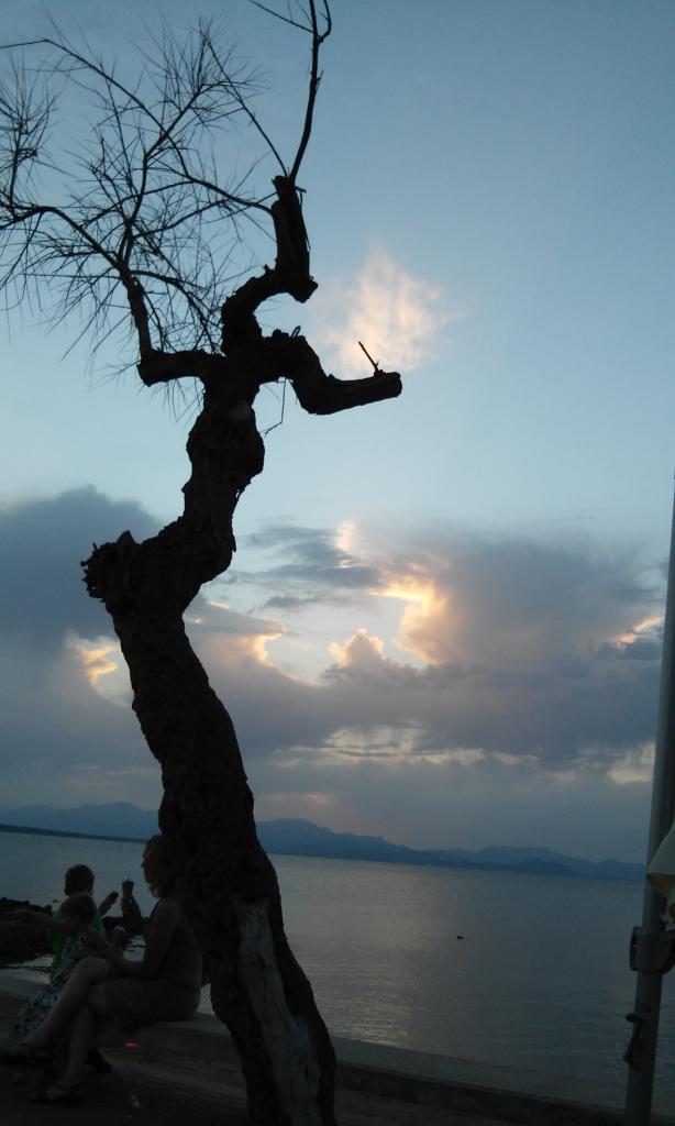 árbol