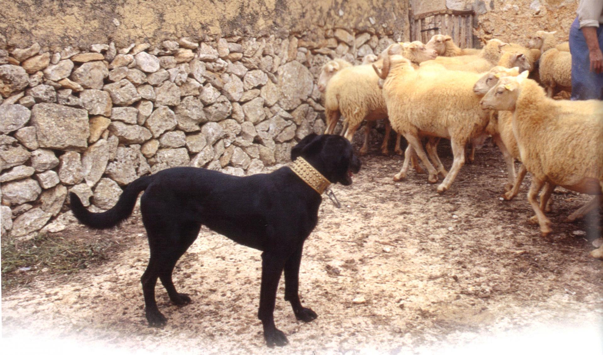 Ca de Bestiar trabajando
