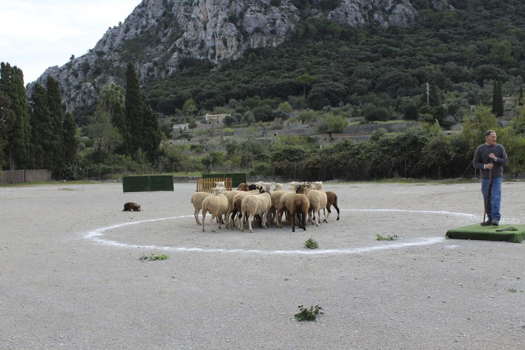 Fira de Pollença