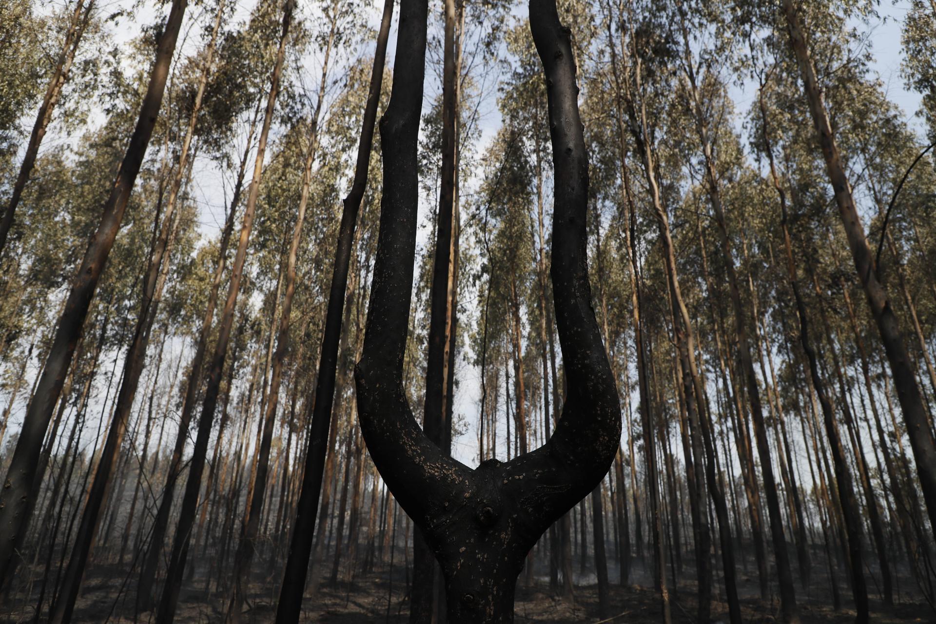 Incendio de Palas de Rei (Lugo)