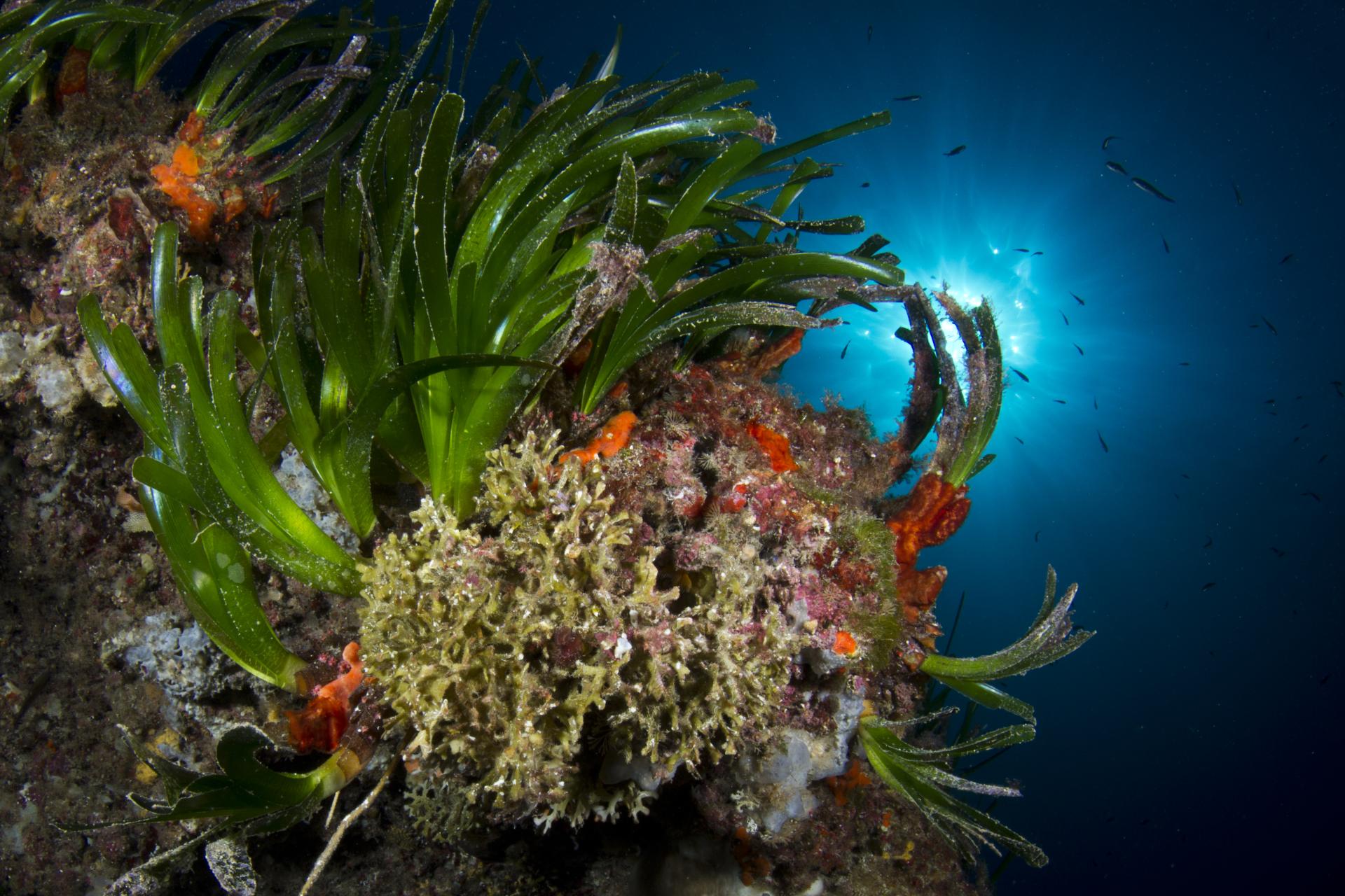 MENORCA. OCEANOGRAFIA. Les praderes de posidònia, un hà bitat marÃtim a protegir. Són considerades el pulmó marÃtim per la seva funció de filtrat i oxigenació de lâaigua de la mar.