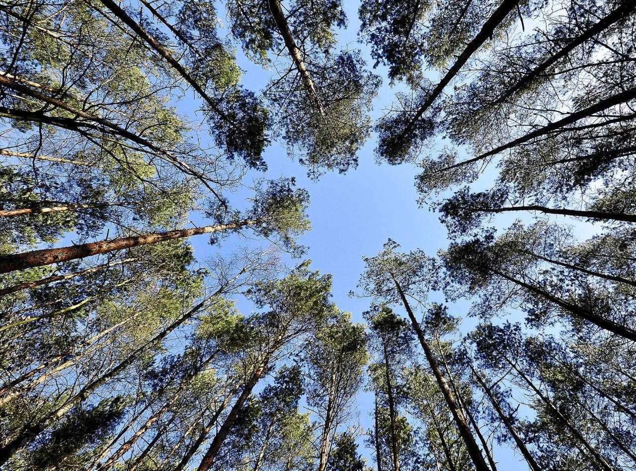 Objetivo de la UE: neutralidad climática de aquí a 2050