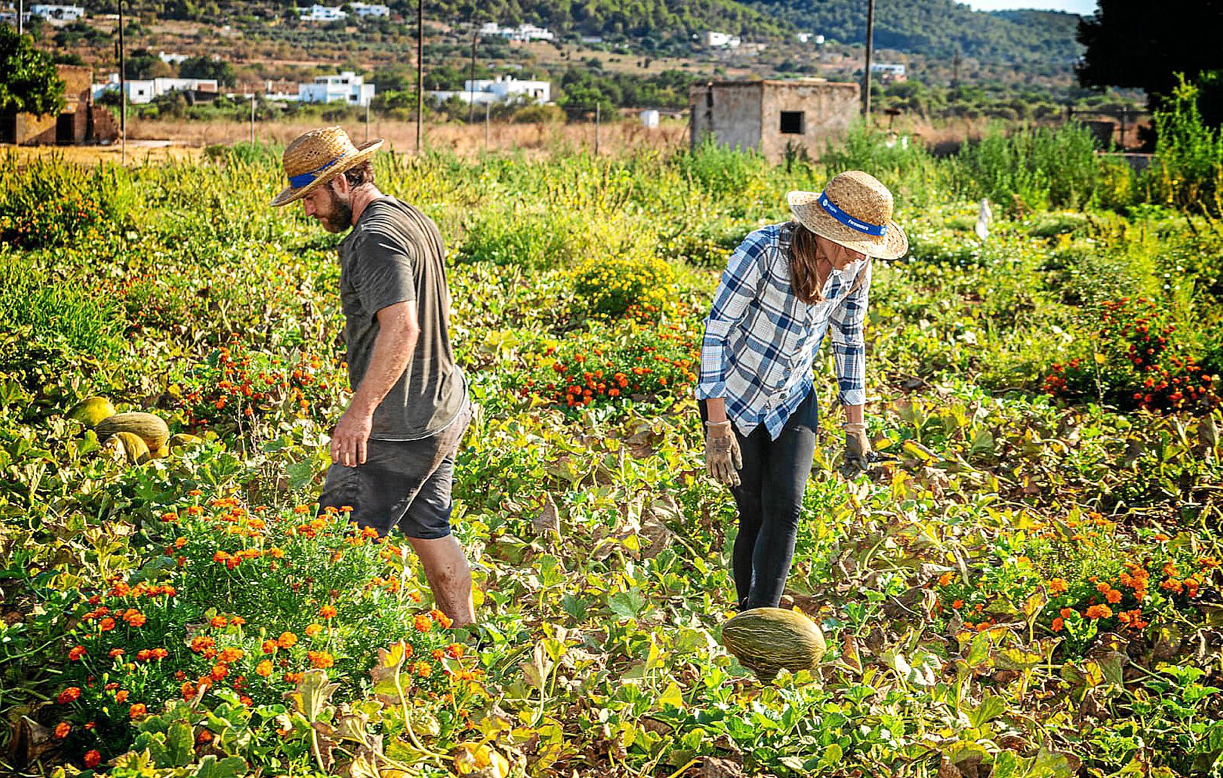 EIVISSA. AGRICULTURA ECOLOGIA. Producto local y ecológico en Ecofeixes. La primera cooperativa agrÃcola ecológica de Eivissa cumplirá el próximo mes de mayo sus primeros 10 años de vida con la vista puesta en nuevos proyectos
