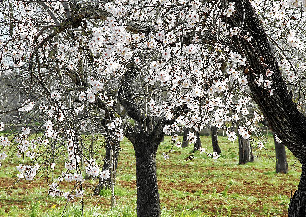 Resultado de imagen de fotografias de campo verdes con almendros florecidos