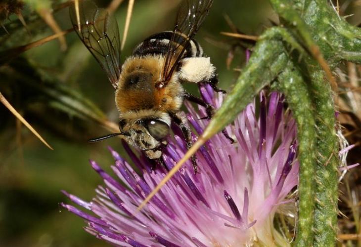 El estudio evalúa el efecto de los polinizadores sobre la calidad y cantidad de la producción.
