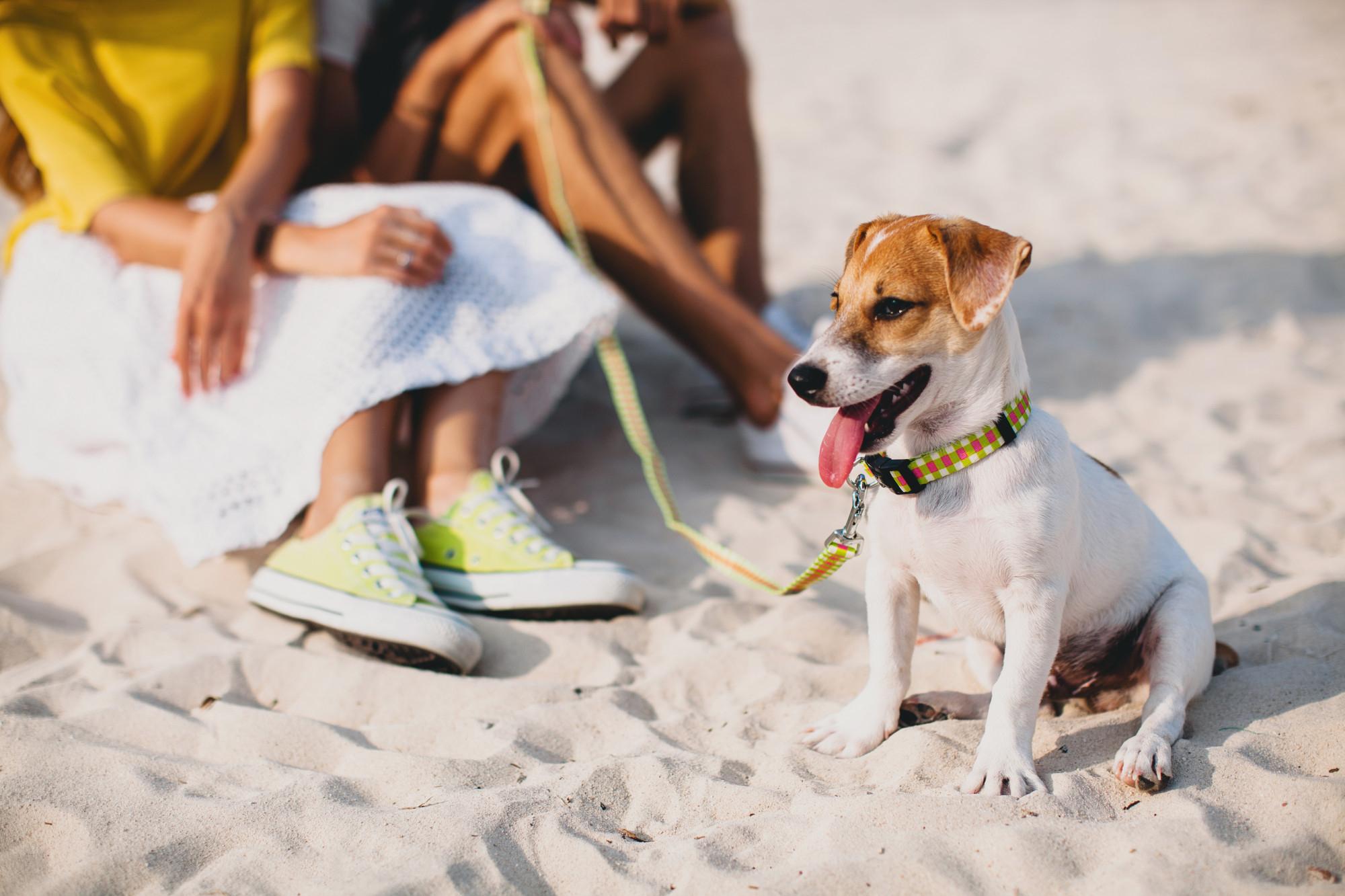 Perros | Mantenlo limpio y sano tras la playa