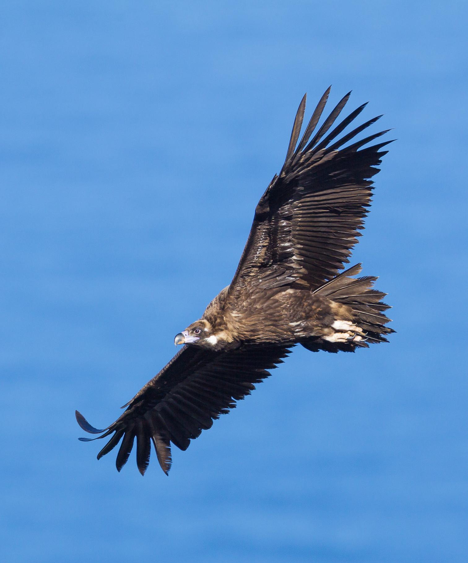 Mallorca ofrece la posibilidad de ver volar un buitre con el mar de fondo. Foto: FVSM.