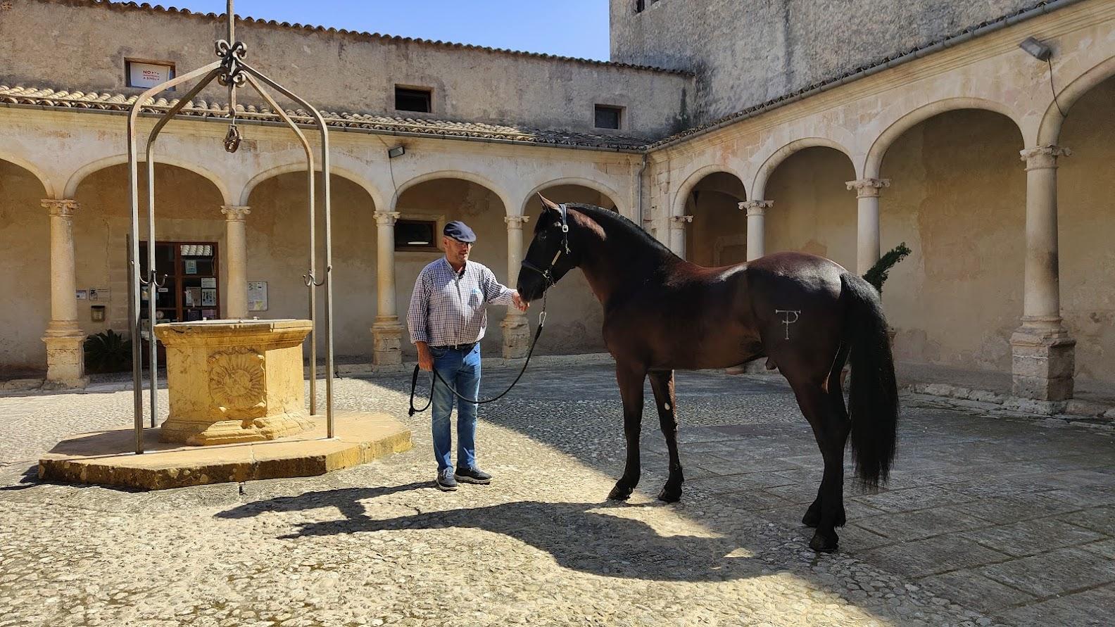 Tomeu Adrover, criador de cavall mallorquí