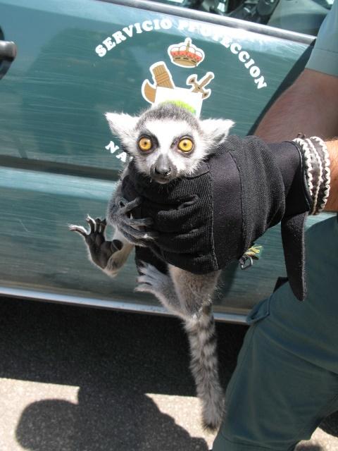 Rare Animals Seized in Balearic Islands Rare Animals Seized in Balearic Islands