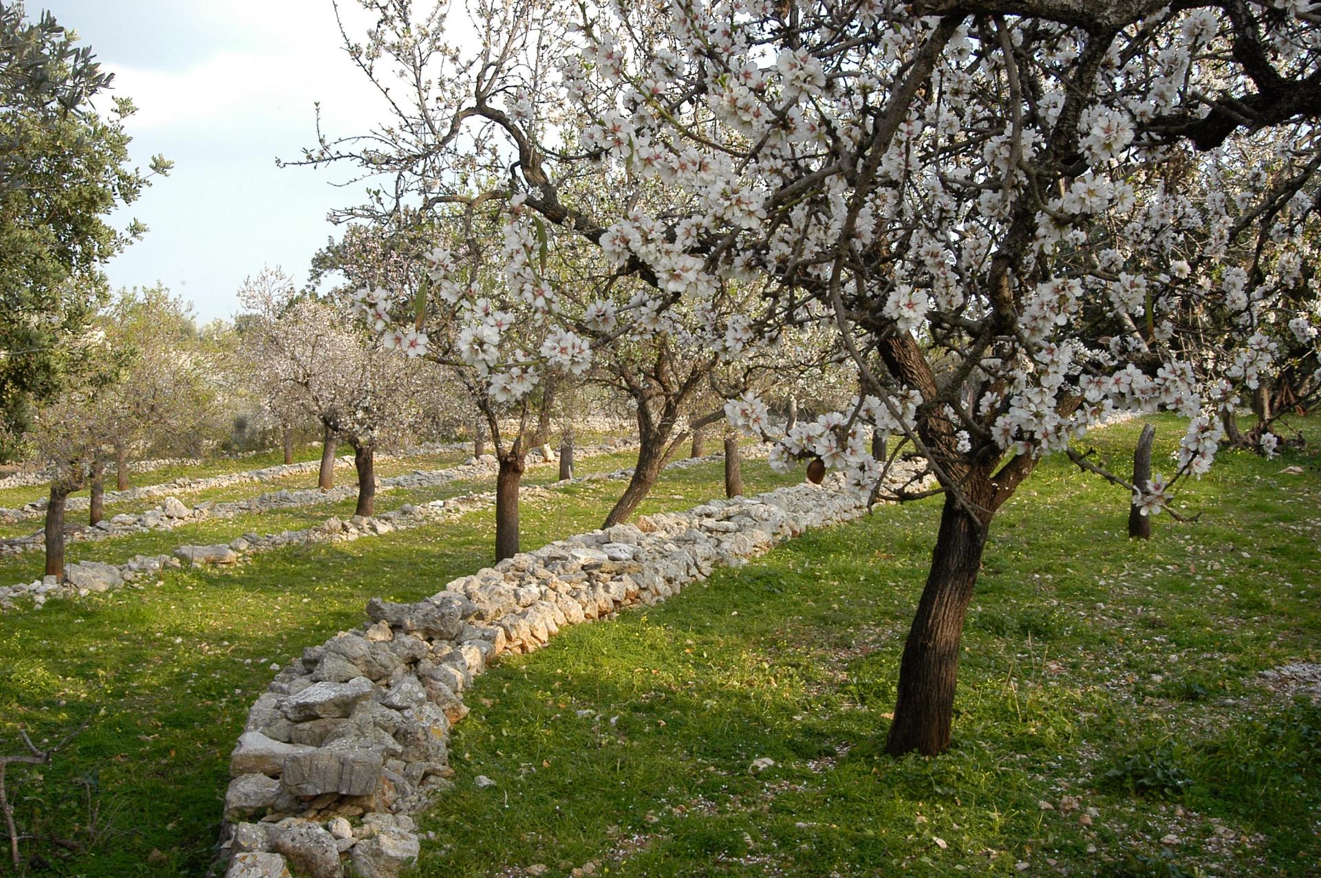 eMallorca Experience