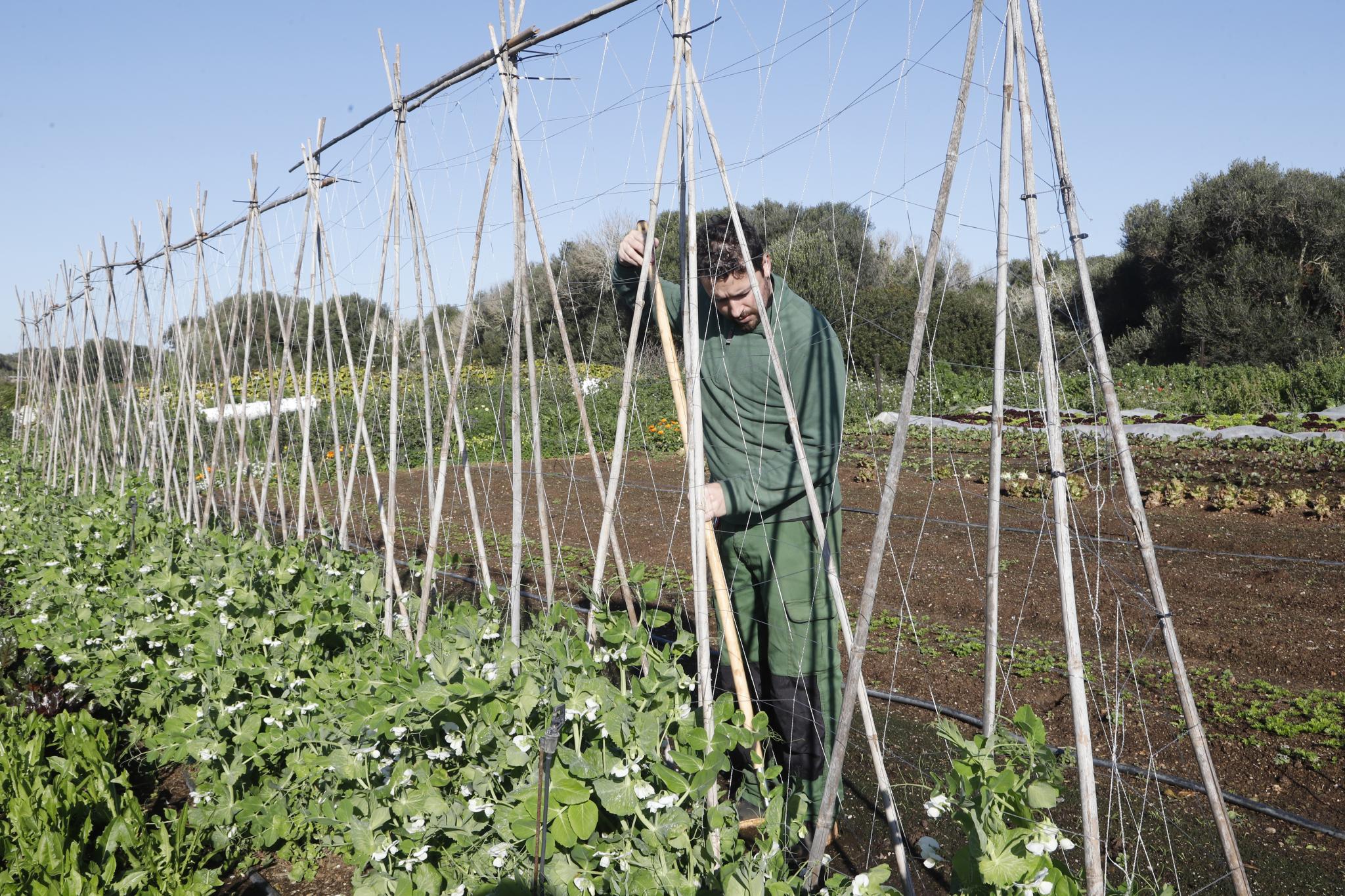 MENORCA. AGRICULTURA ECOLOGICA. Cuando trabajar en el campo sÃ­ es rentable. La finca Santo Domingo de Menorca aplica un modelo