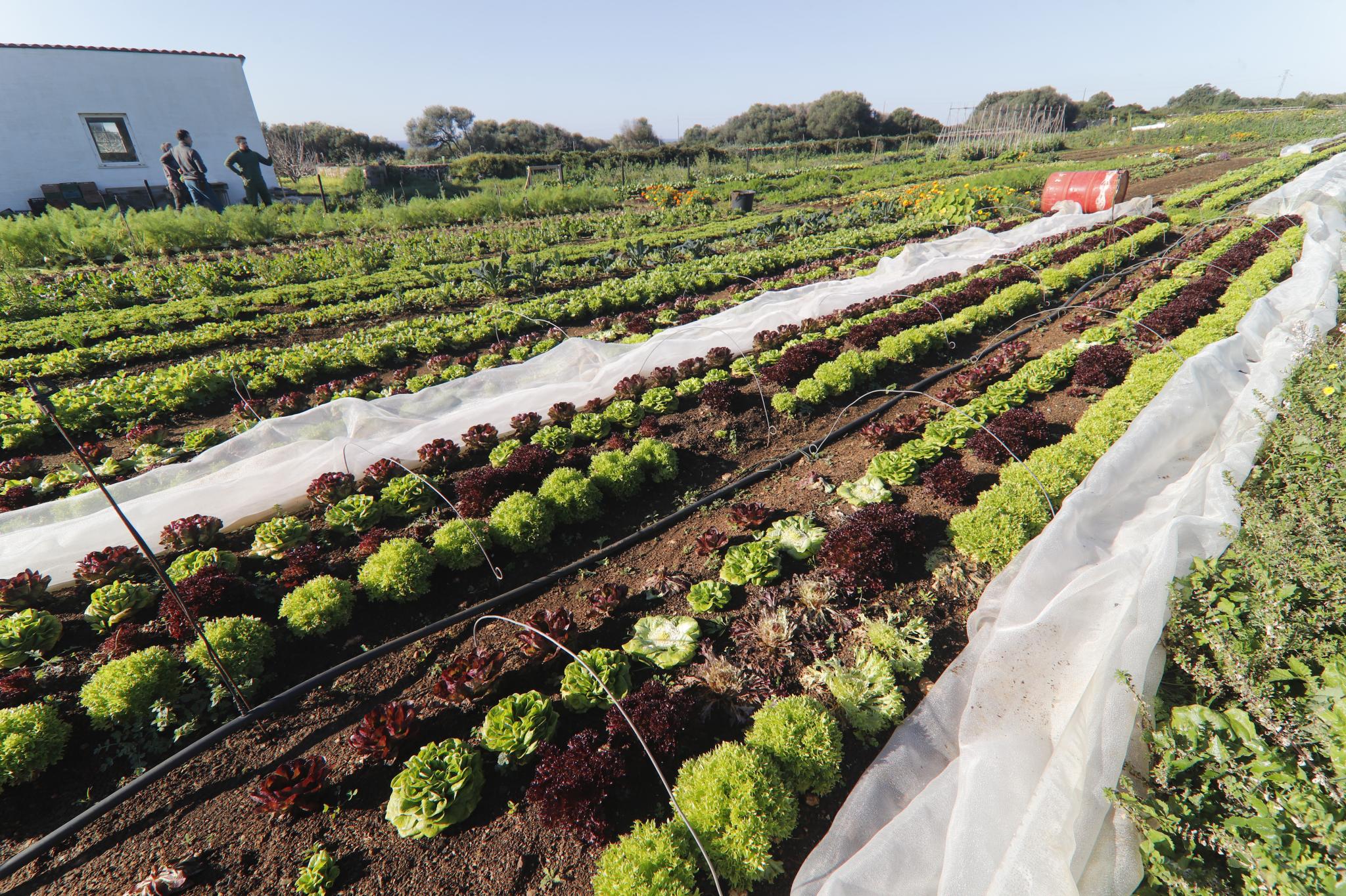 MENORCA. AGRICULTURA ECOLOGICA. Cuando trabajar en el campo sÃ­ es rentable. La finca Santo Domingo de Menorca aplica un modelo