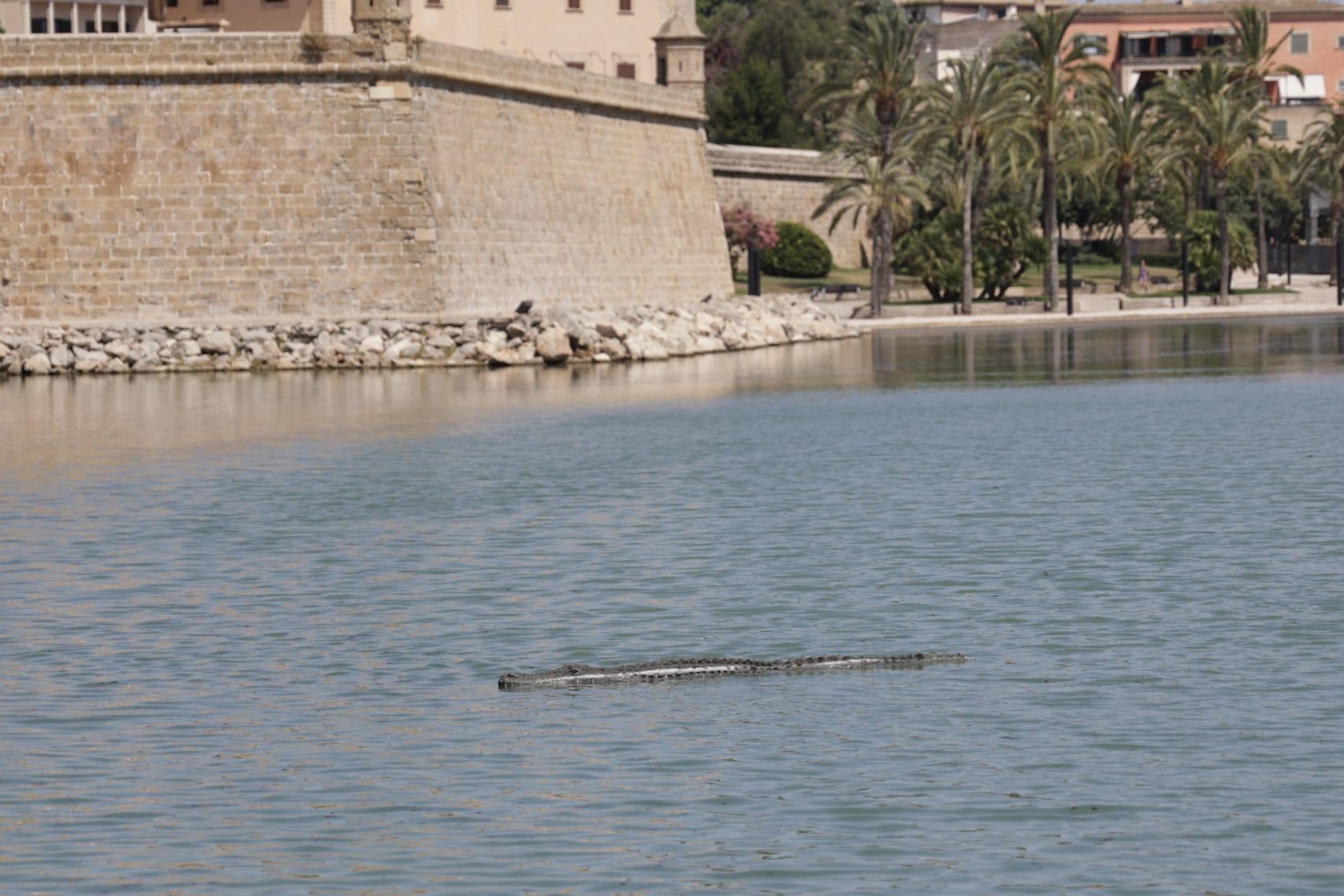 El cocodrilo ha llamado la atención de todos aquellos que pasean por el Parc de la Mar. Algunos pensaron que era un animal real.