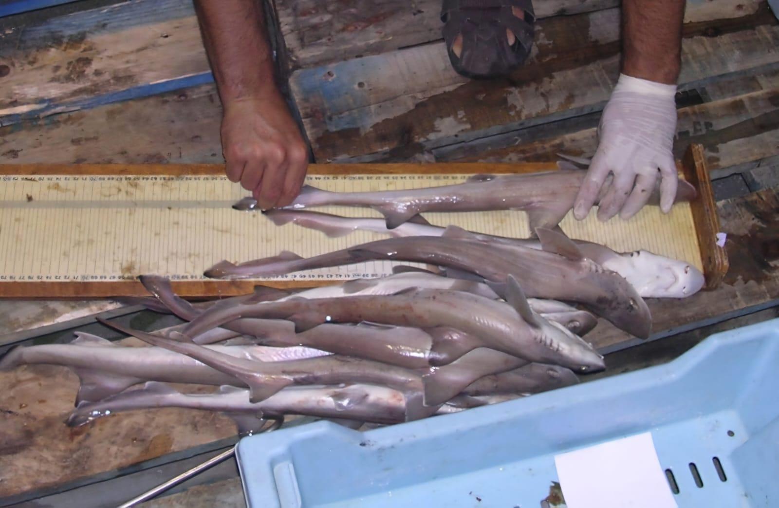 MALLORCA. PESCA. El Govern limita por primera vez la talla en la pesca de la musola para garantizar su conservaciÃ³n. La pesca d