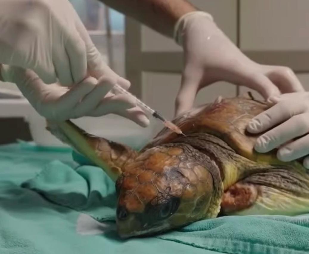 Picu, la tortuga que lucha por volver al mar: «Si perdiera las dos aletas delanteras no tendría ninguna posibilidad»