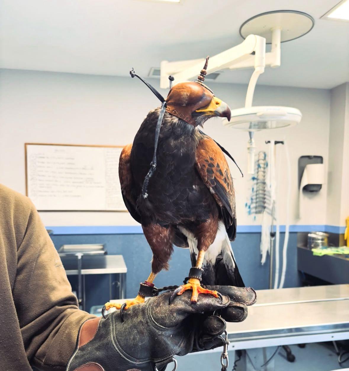 Un halcón es atacado por un perro en el aeropuerto de Ibiza mientras «trabajaba»