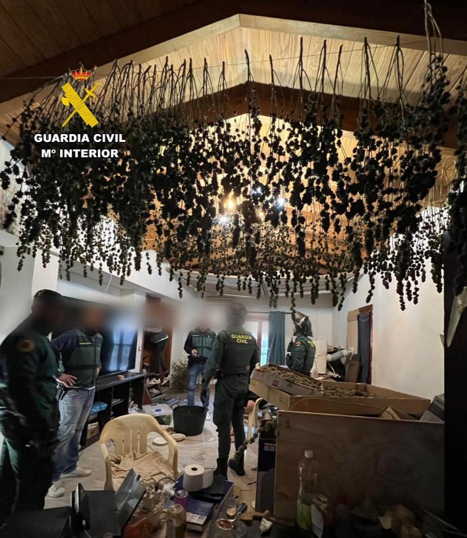 Desmantelado un laboratorio de hachís e intervenidos 50 kilos en cogollos de marihuana en Marratxí