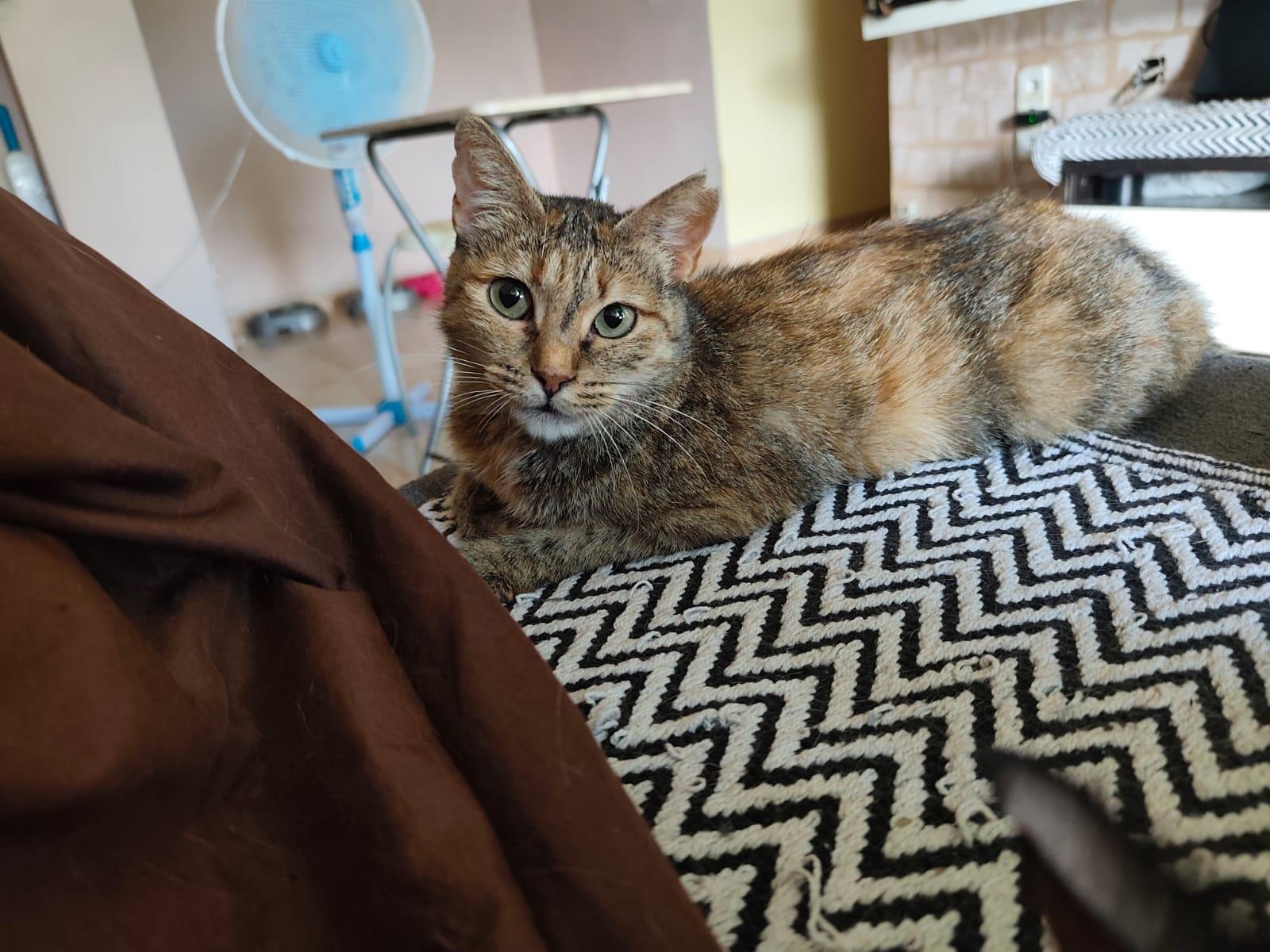 Buscan a Mulan, una gata pequeña perdida en Palma desde hace varios meses