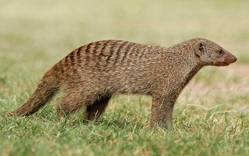 Se buscan cinco mangostas perdidas en Sant Jordi