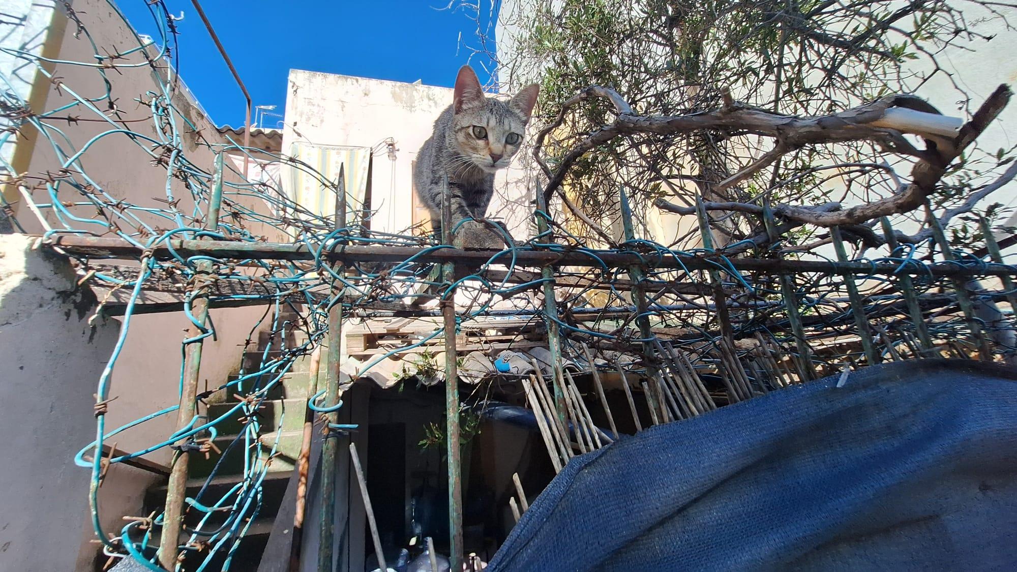 Malos olores, suciedad, ruidos, perros, gatos y un muerto en una histórica casa okupada en Son Oliva