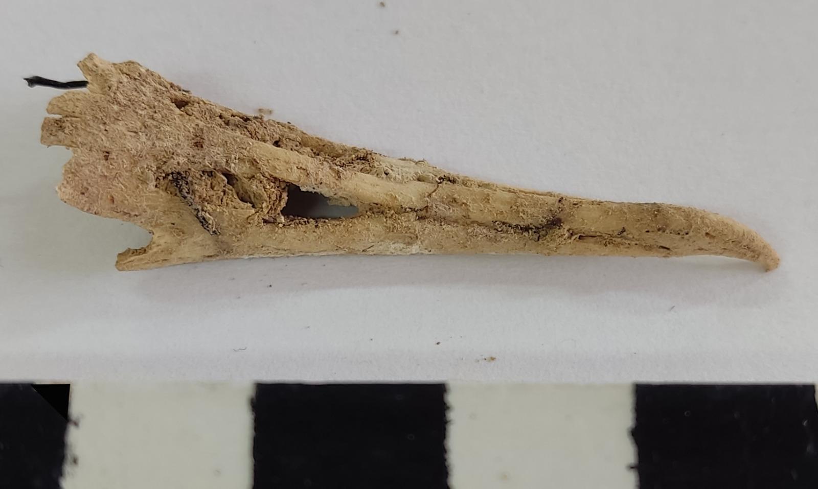 Cabras, cerdos y ‘virots’, arqueología de la comida en la Cabrera islámica