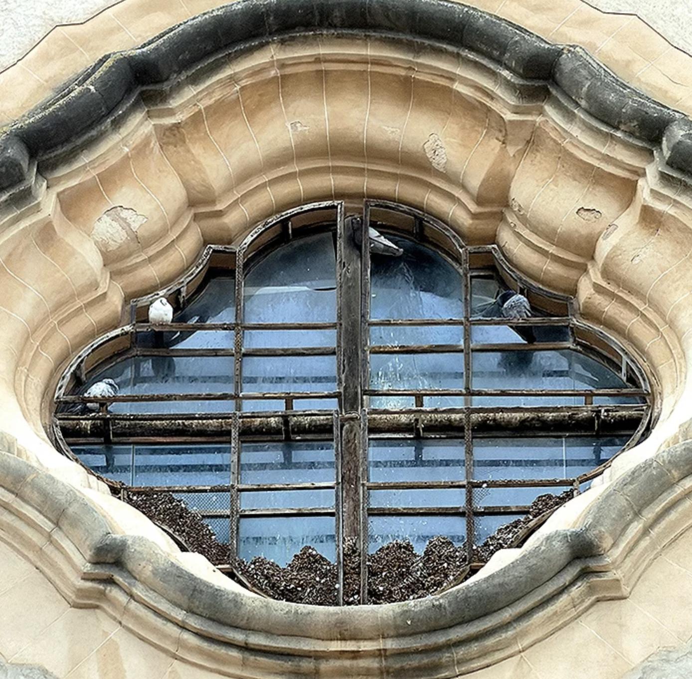 Crece la preocupación vecinal por la sobrepoblación de palomas en Pollença