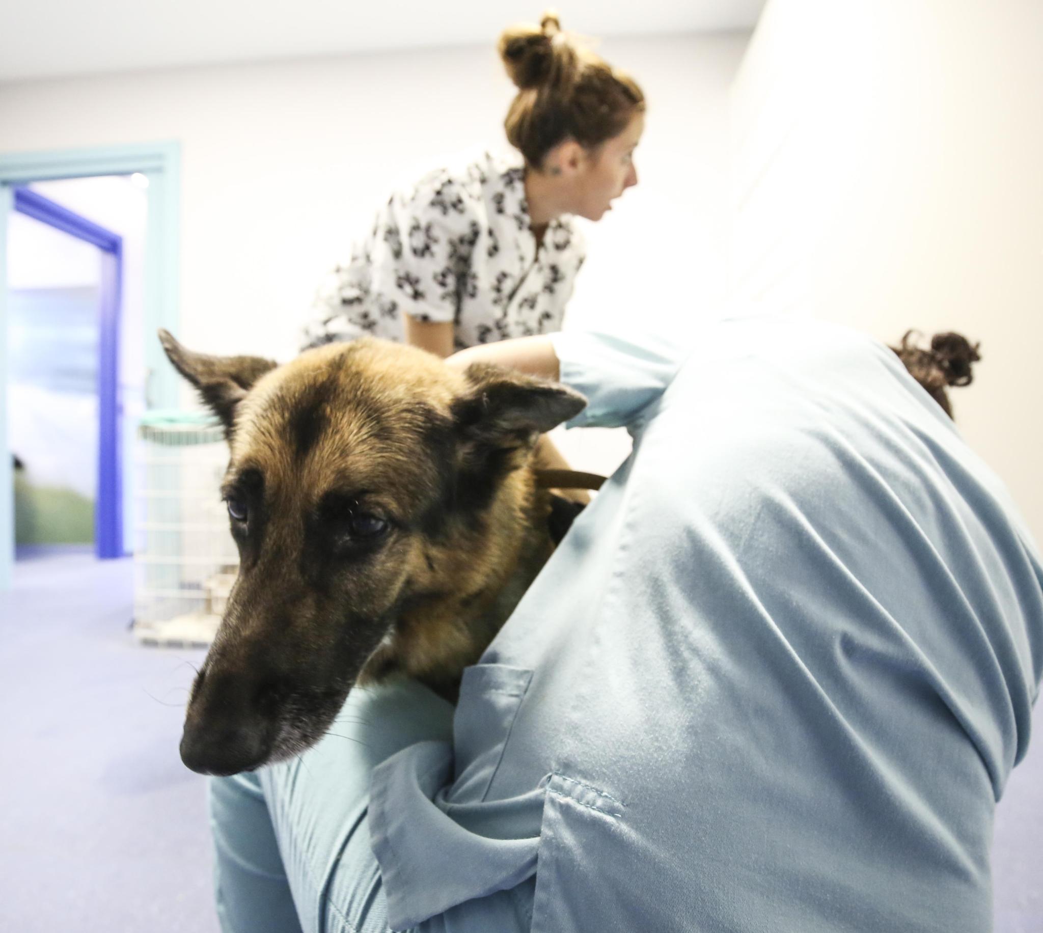 «Es lo peor que he visto para un perro»: Denuncian maltrato en varias protectoras de animales de Mallorca