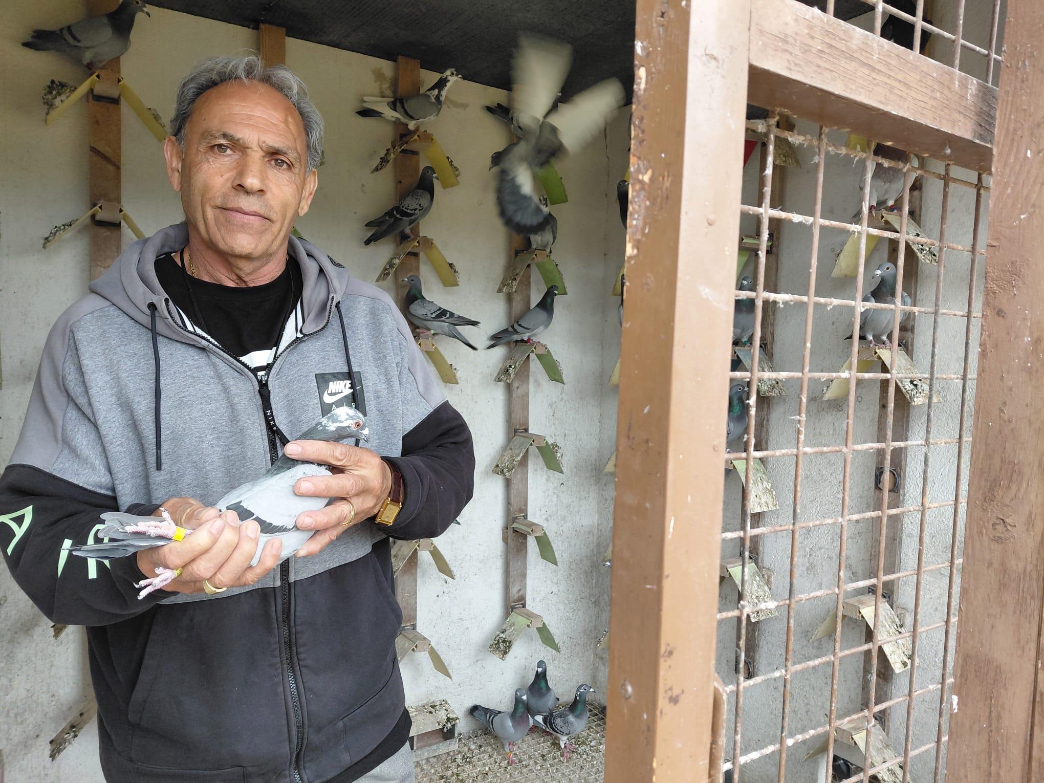 La ciencia lo confirma: las palomas mensajeras de Baleares se orientan con el campo magnético terrestre gracias al oído