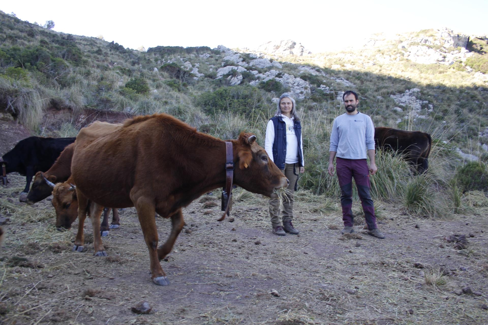 Vaca de raza mallorquina, el resurgir de una especie casi extinta