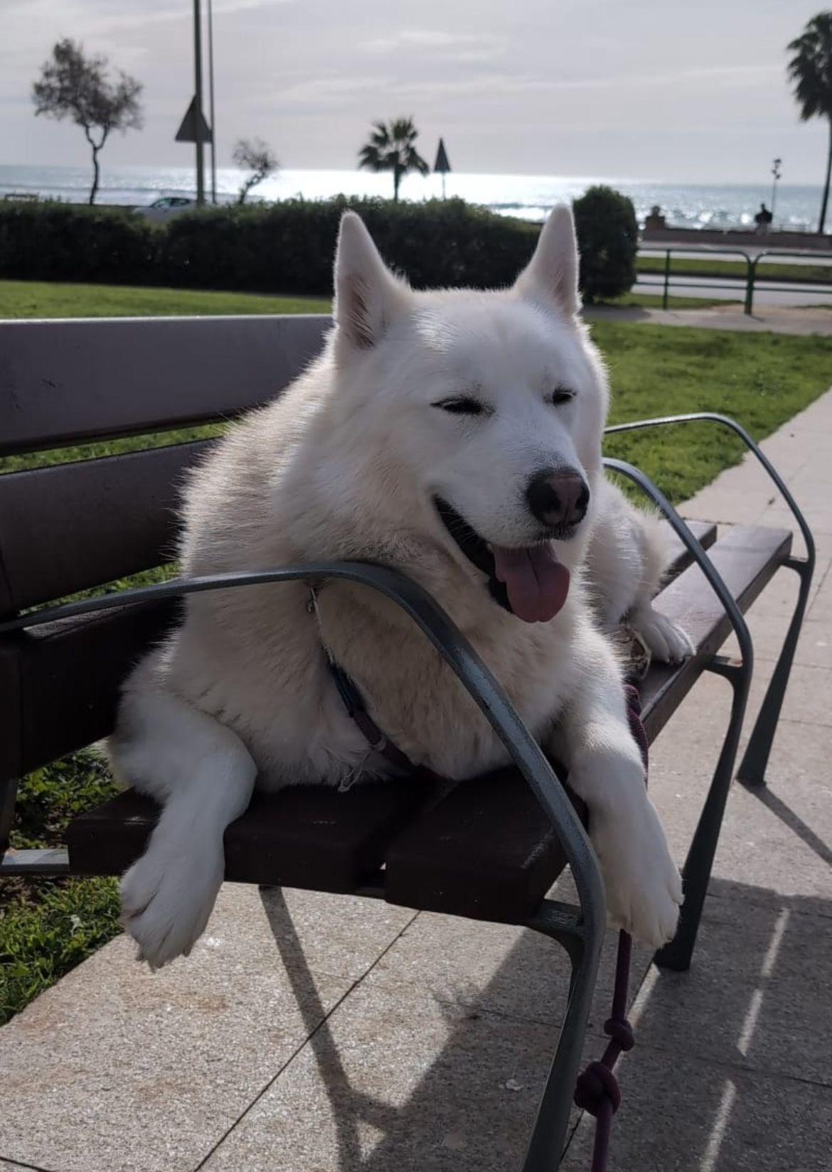 Buscan hogar urgente para Attila tras la separación de sus dueños en Mallorca