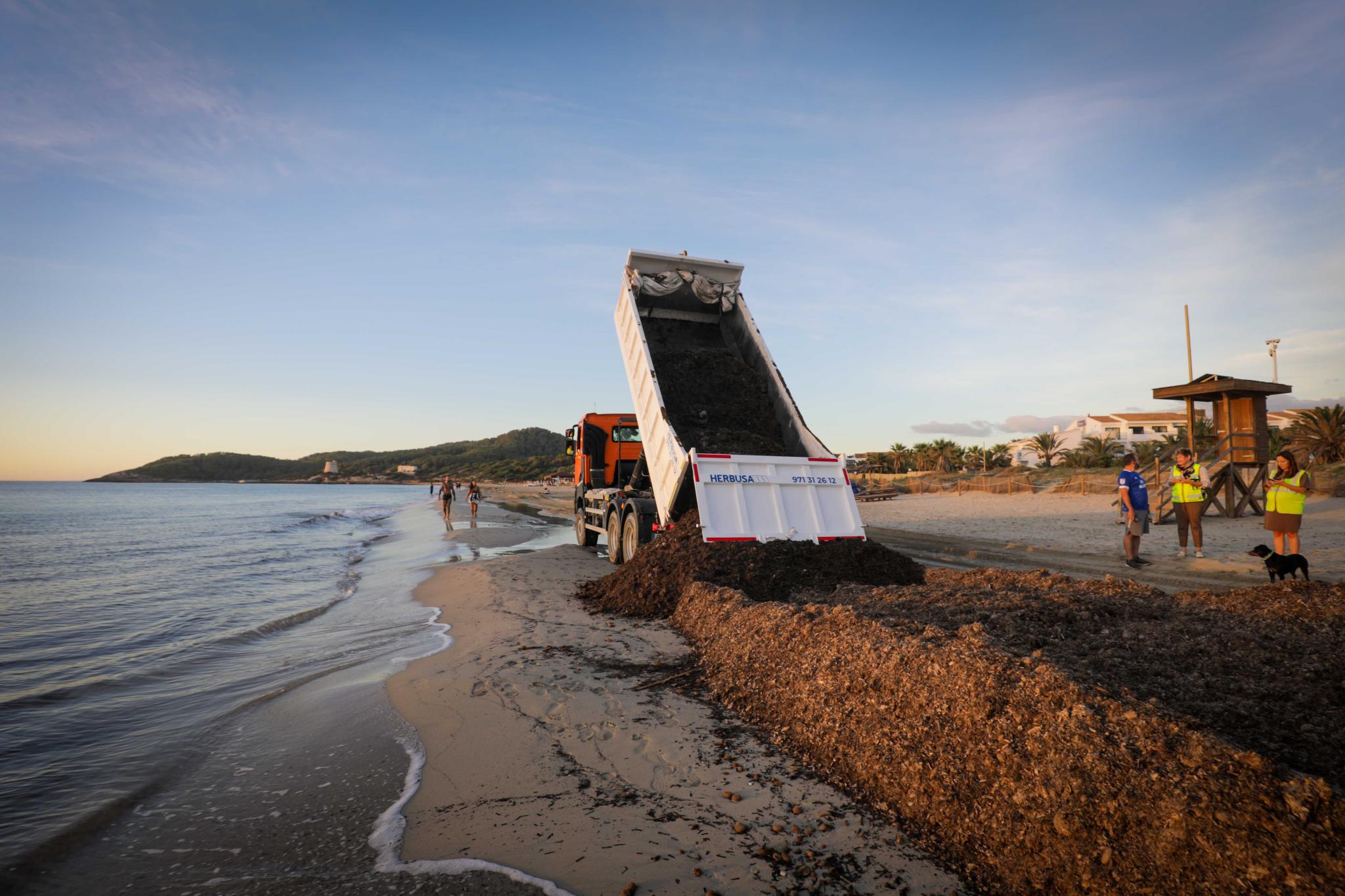 Un decreto estatal prohíbe la recogida de posidonia de las playas antes del 15 de marzo