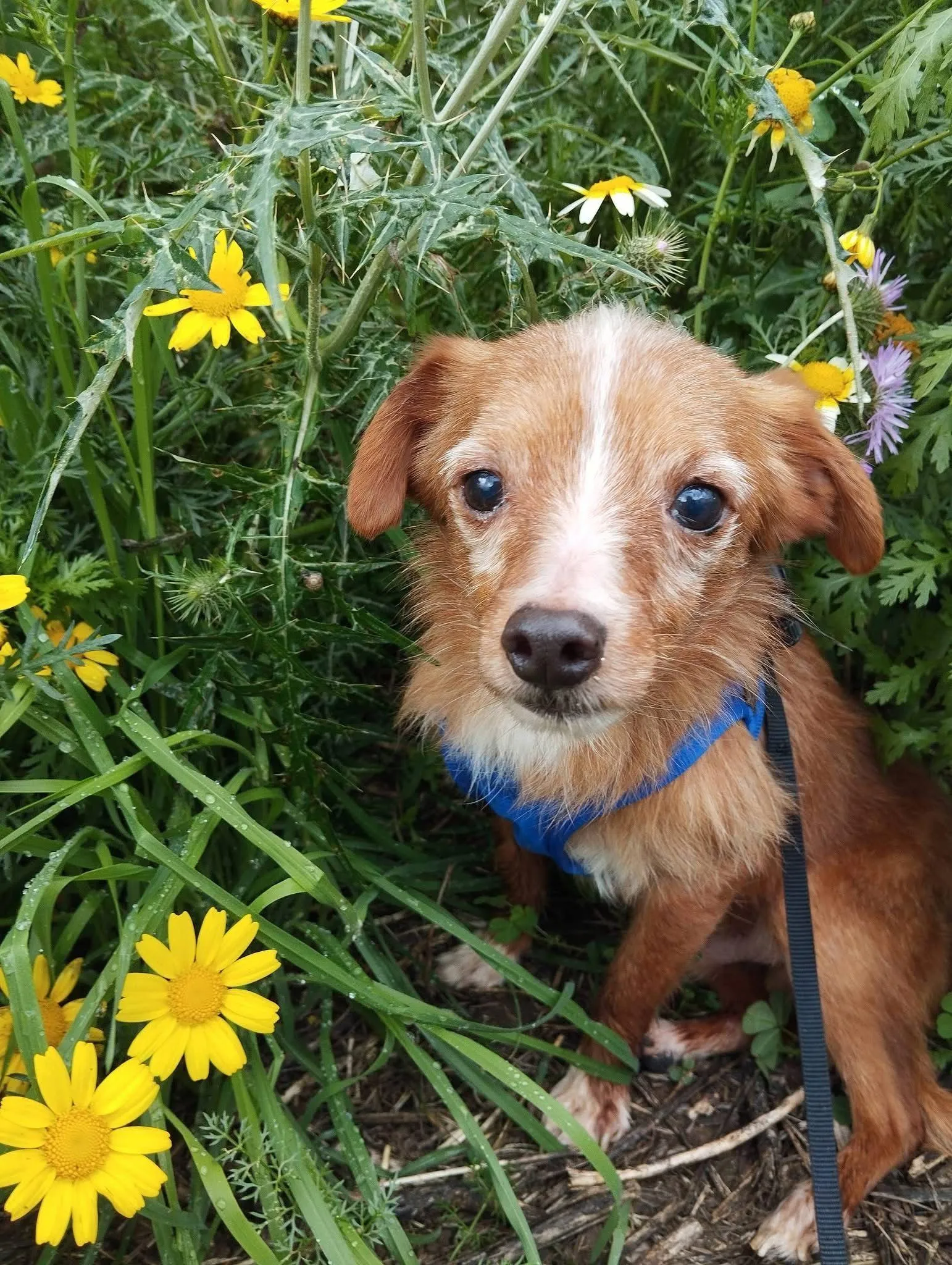 Odín podría estar vivo, según su dueña