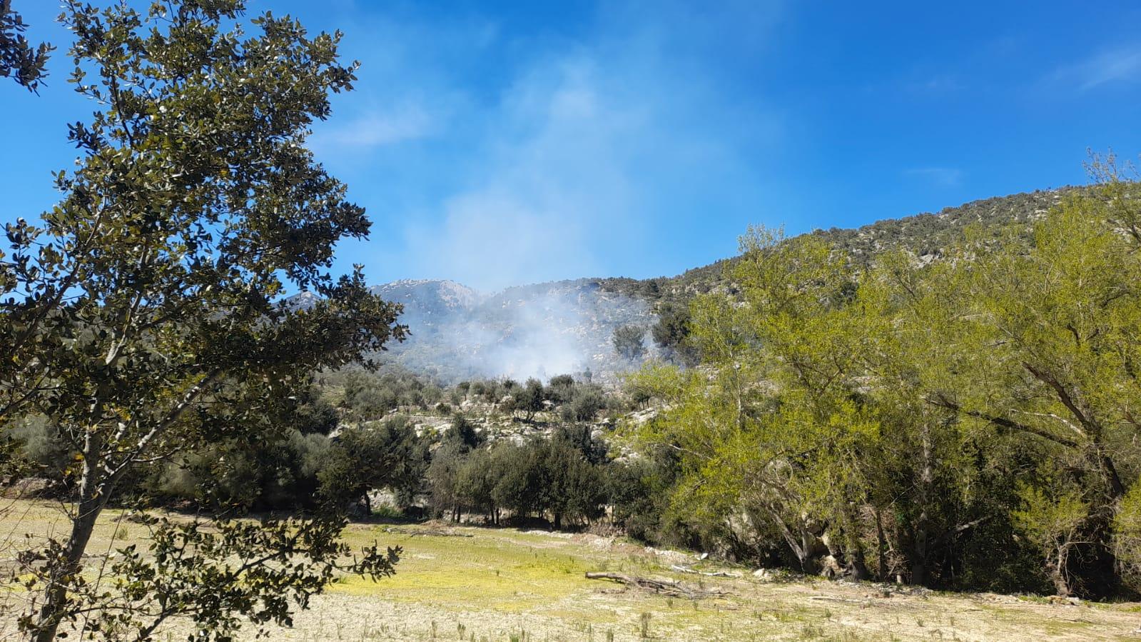 Un incendio forestal quema 2,5 hectáreas de mata y olivo en Orient