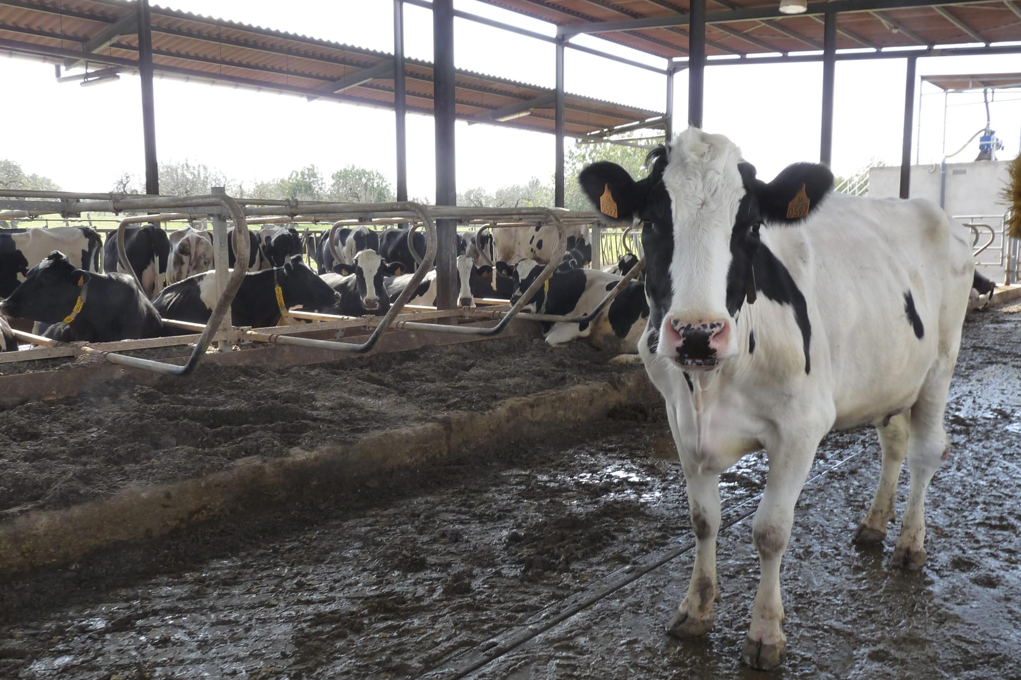 Caminata reivindicativa en Llubí para defender la supervivencia del sector lácteo