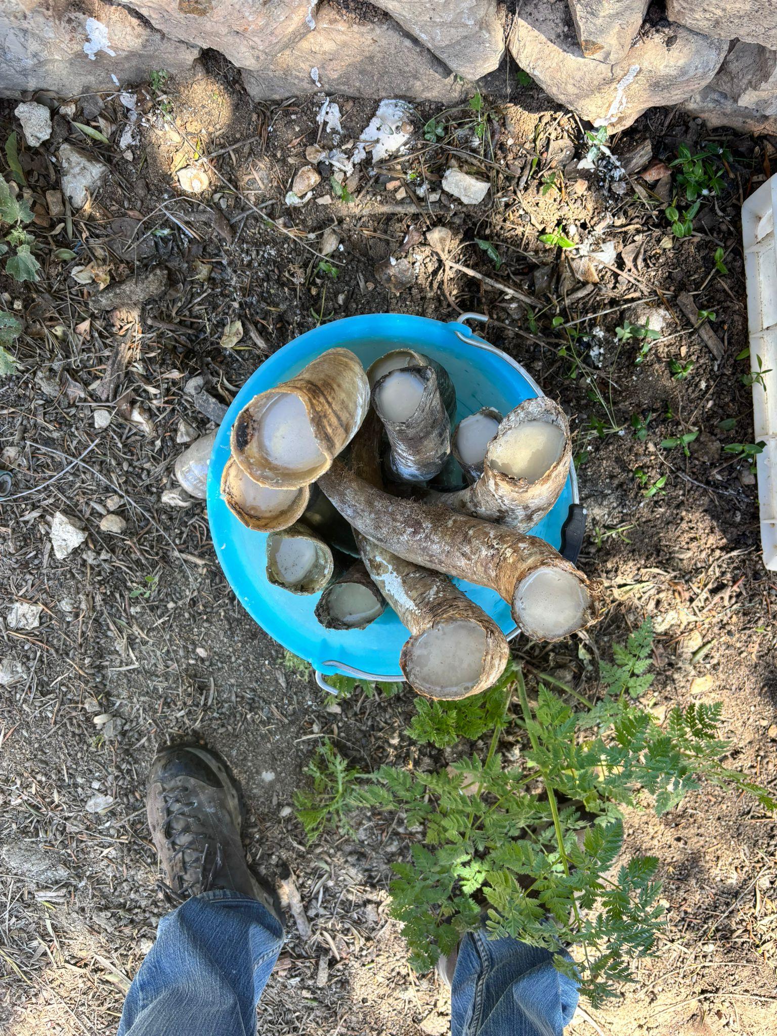 La agricultura que mira a las constelaciones crece en Baleares: ¿una cuestión de fe?