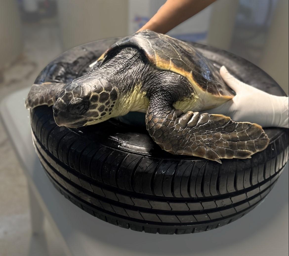 Palma Aquarium trabaja para dar «una segunda oportunidad» a cinco tortugas marinas varadas