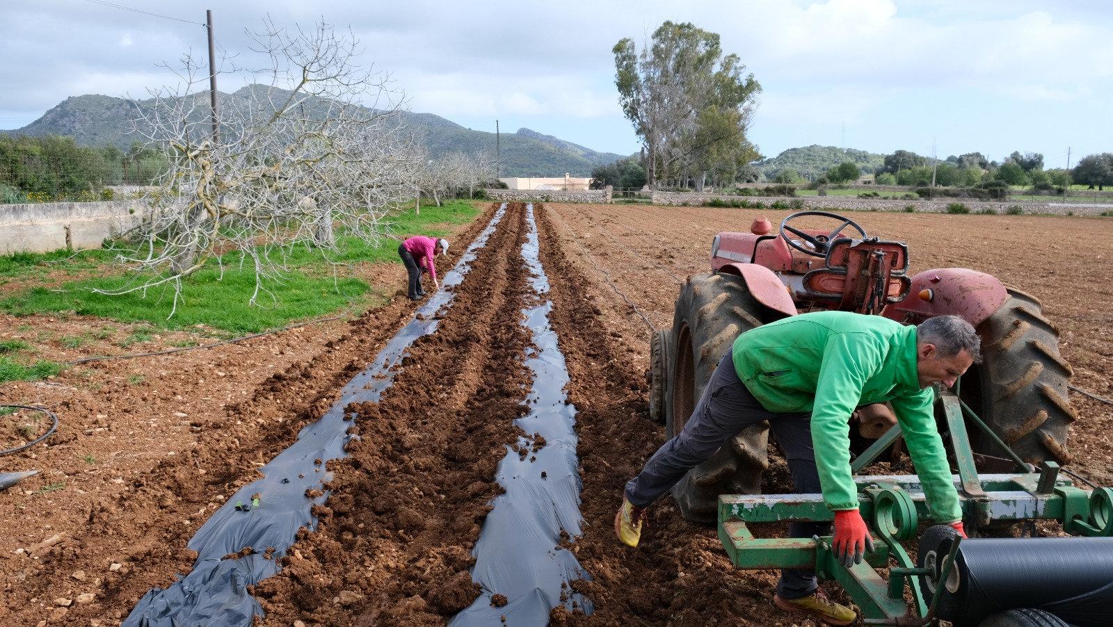 Acolchado ecológico