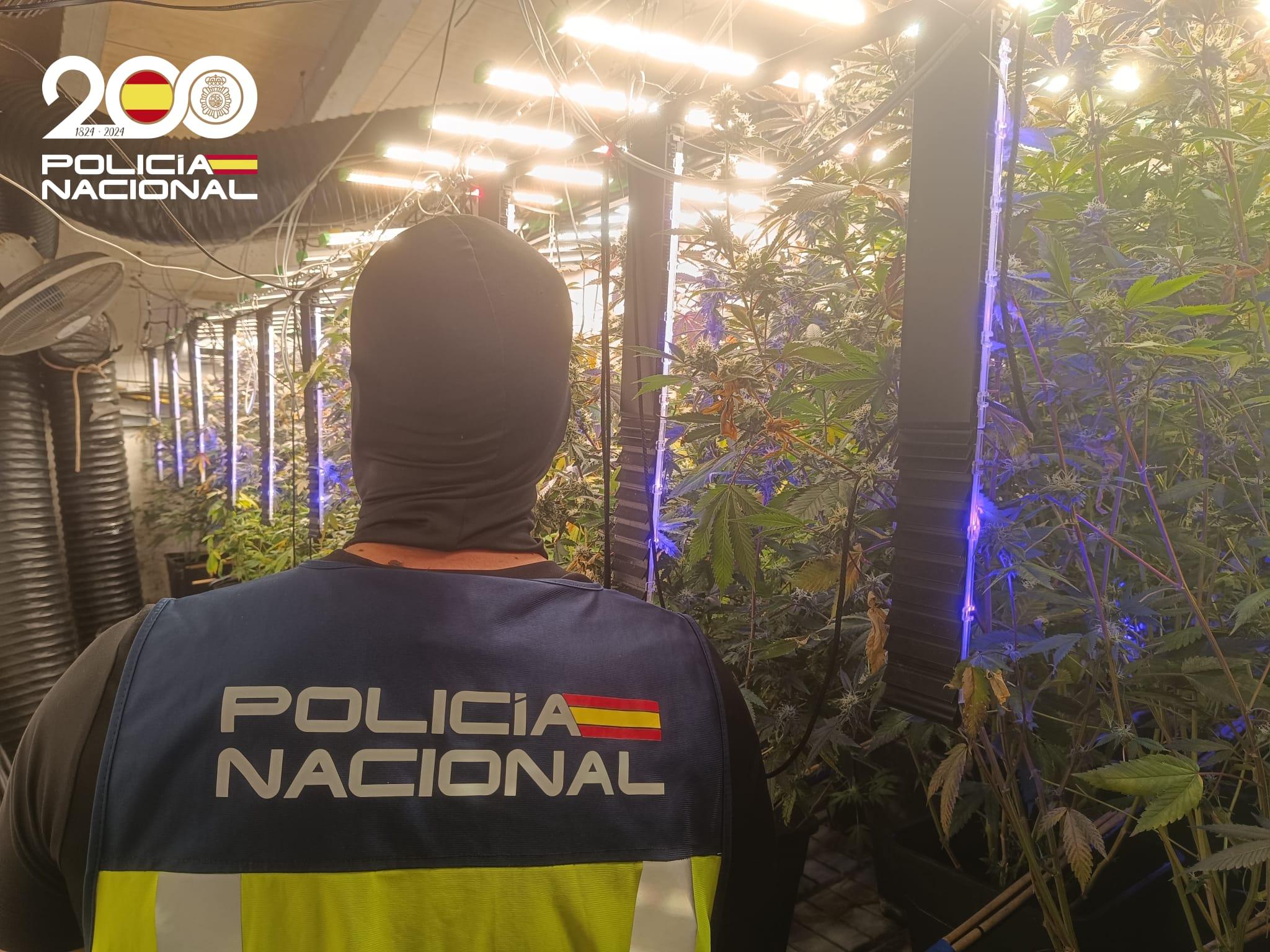 Sorprenden a un hombre y una mujer con 400 plantas de marihuana en una casa en Palma