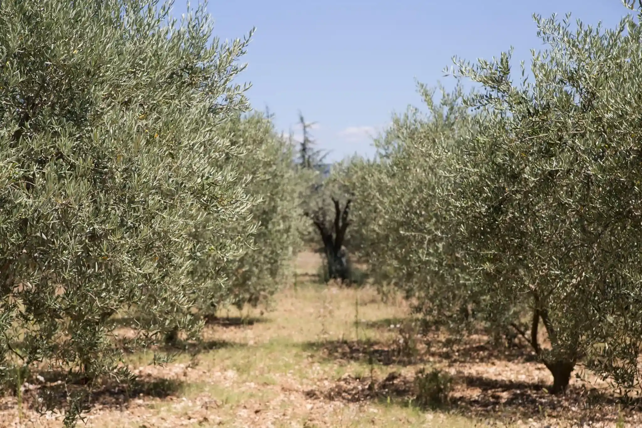 La ruta senderista por Mallorca para los amantes de los olivos milenarios: un recorrido con paisajes agrícolas por el interior de la isla