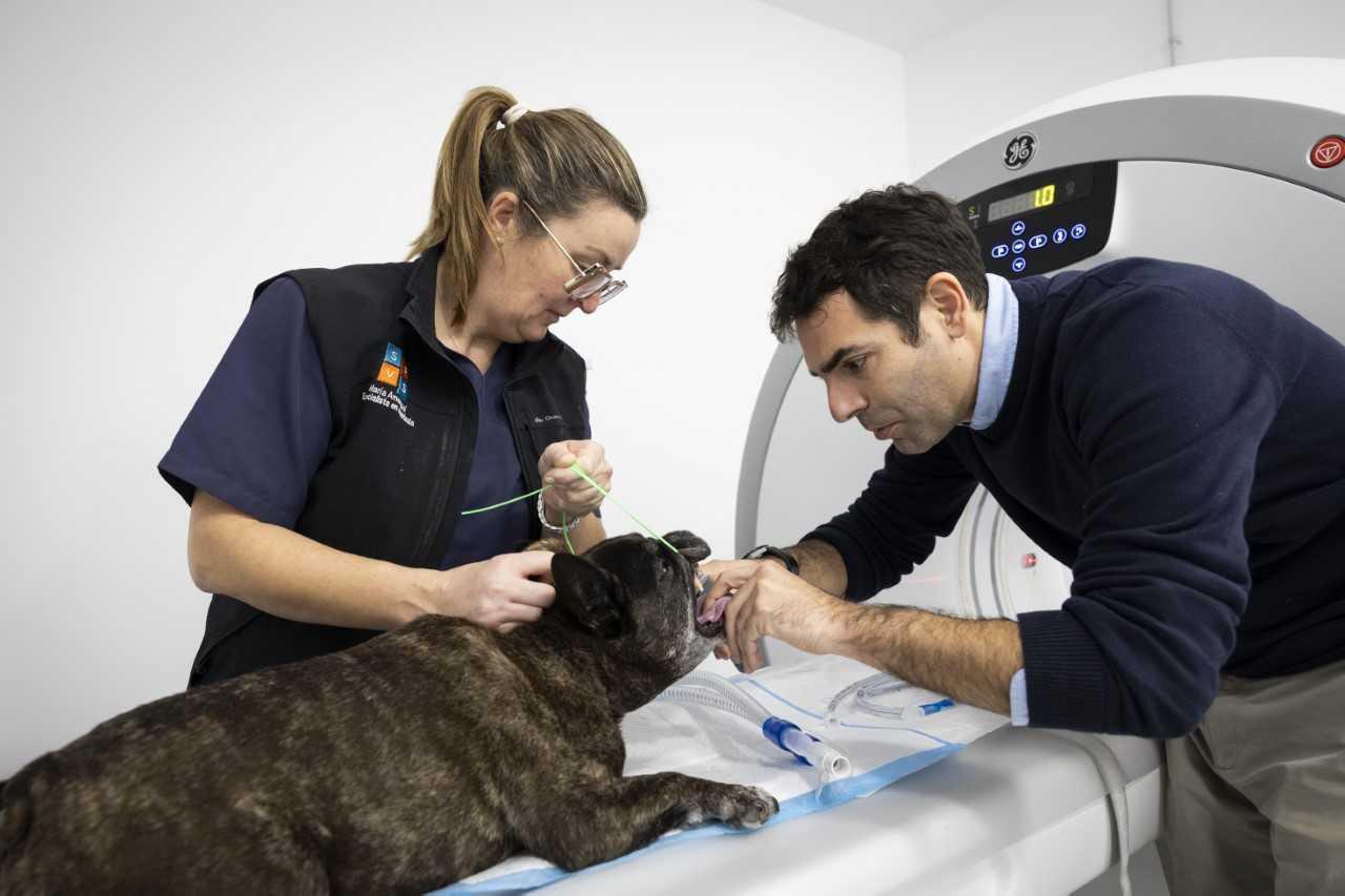 Veterinarios de lo imposible