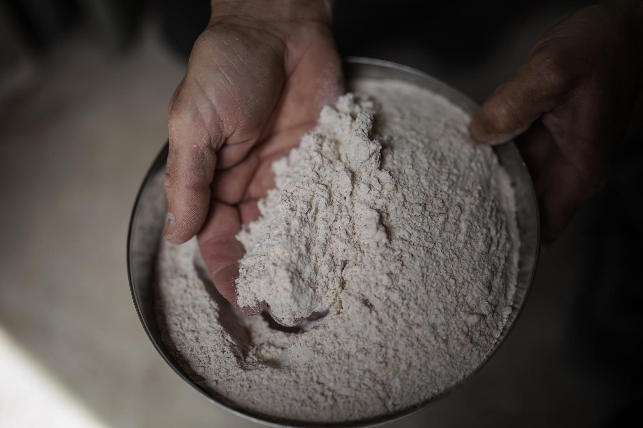 La Agricultura vuelve a los orígenes: crece el cultivo de cereales de variedades antiguas mallorquinas