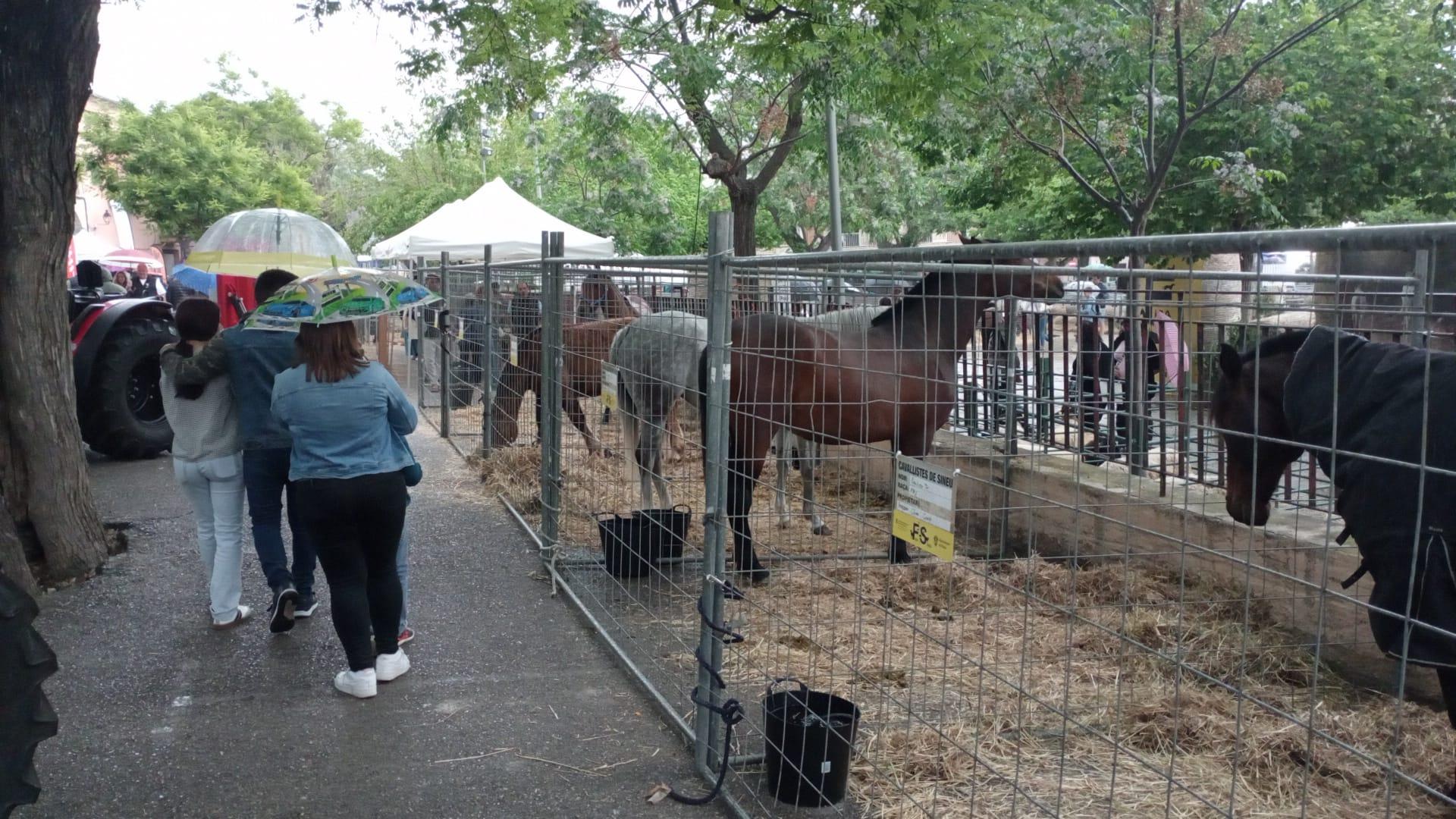 Tradición ganadera y producto local, protagonistas pese a la lluvia matinal