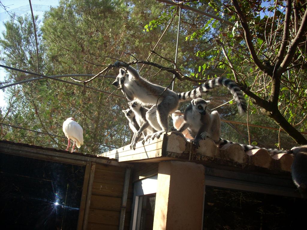 Lemur