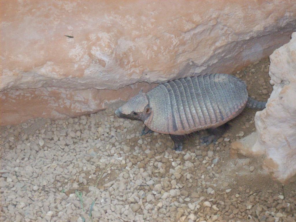 Armadillo