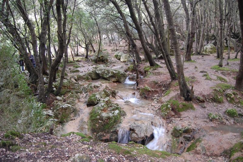 Bosque encantado en Es Freu