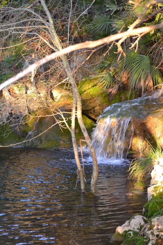 Naturaleza viva
