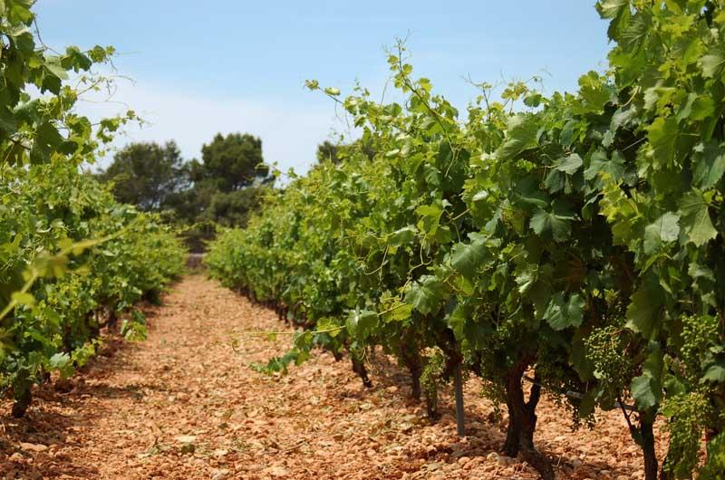 Viñedos de Santa María