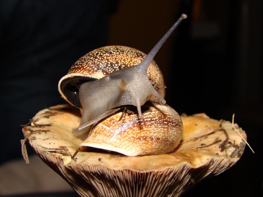 Delicias mallorquinas